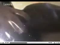 Cute tiny teen takes her dogs wang, and can't live without it